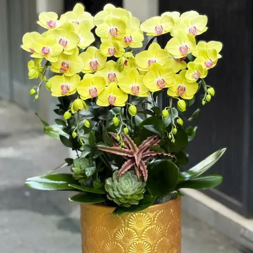 Chậu Lan tết Hải Phòng 17