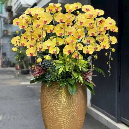 Chậu Lan tết Hải Phòng 18