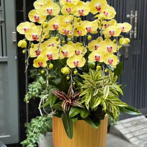 Chậu Lan tết Hải Phòng 20