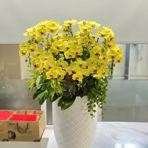 Chậu Lan tết Hải Phòng 21