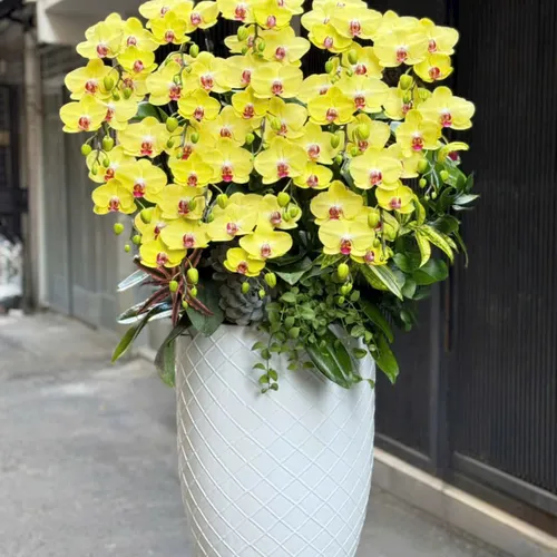 Chậu Lan tết Hải Phòng 22