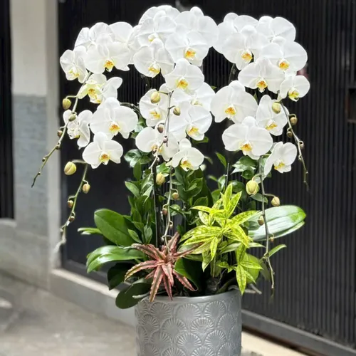 Chậu Lan tết Hải Phòng 25