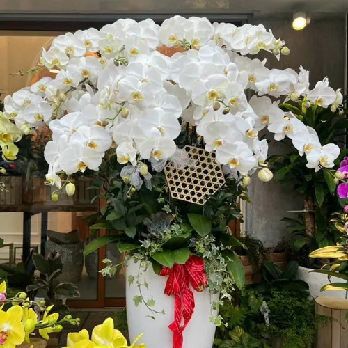 Chậu Lan trắng Hải Phòng