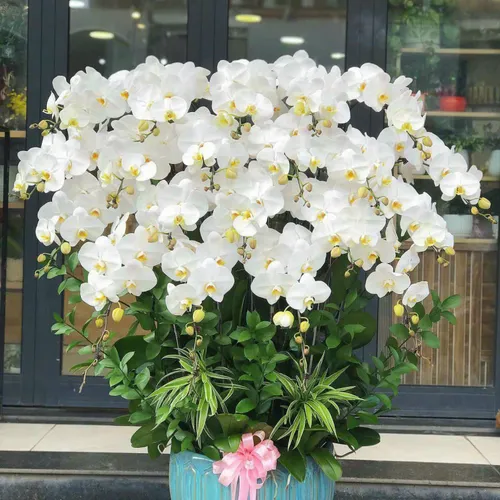 Chậu Lan trắng Hải Phòng 02