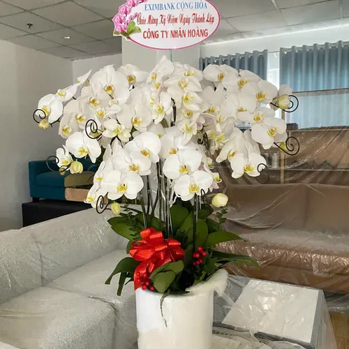 Chậu Lan trắng Hải Phòng 03