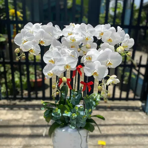 Chậu Lan trắng Hải Phòng 04