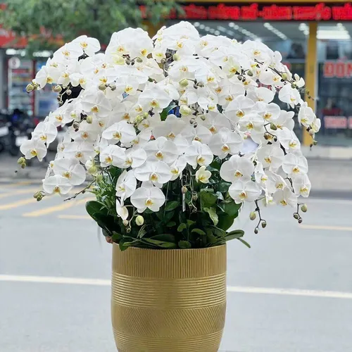 Chậu Lan trắng Hải Phòng 05