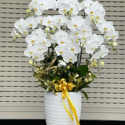 Chậu Lan trắng Hải Phòng 06