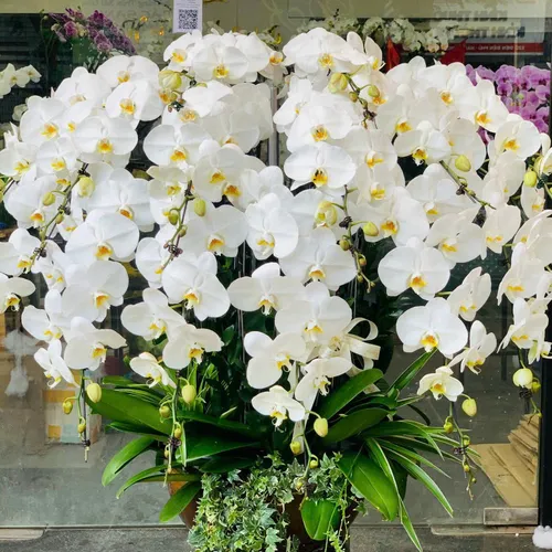 Chậu Lan trắng Hải Phòng 07