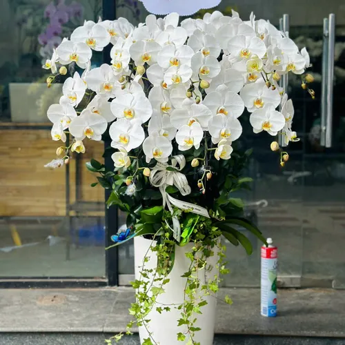 Chậu Lan trắng Hải Phòng 08