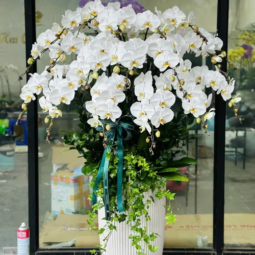 Chậu Lan trắng Hải Phòng 10