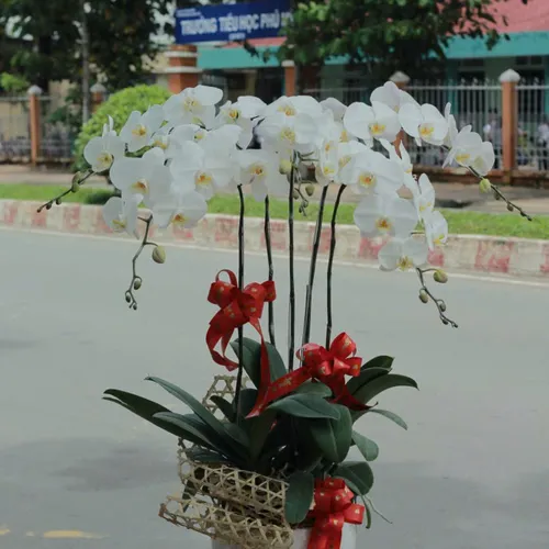Chậu Lan trắng Hải Phòng 11