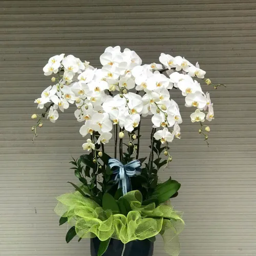 Chậu Lan trắng Hải Phòng 12