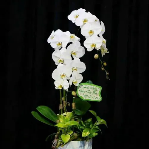 Chậu Lan trắng Hải Phòng 14