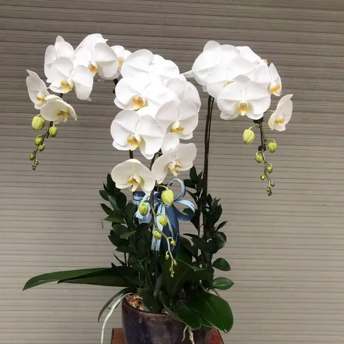 Chậu Lan trắng Hải Phòng 15