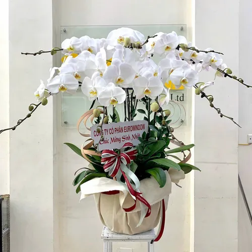 Chậu Lan trắng Hải Phòng 16