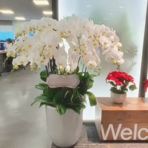 Chậu Lan trắng Hải Phòng 18