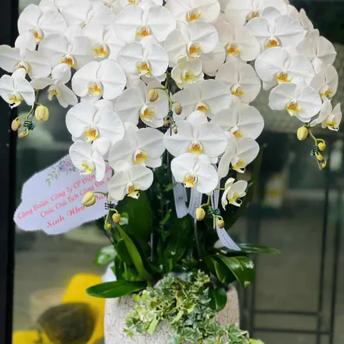 Chậu Lan trắng Hải Phòng 19