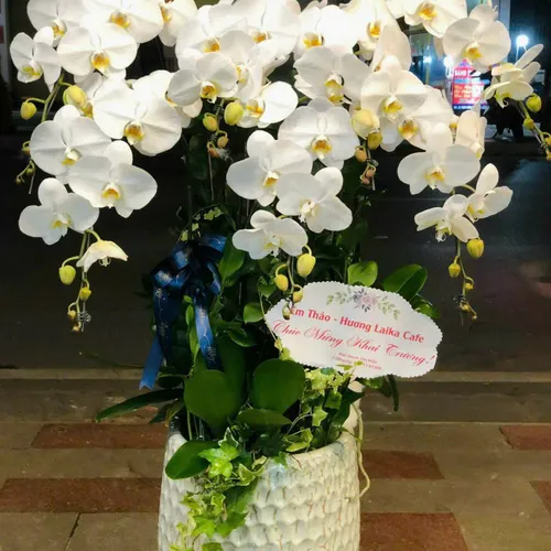 Chậu Lan trắng Hải Phòng 20