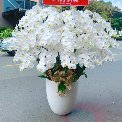 Chậu Lan trắng Hải Phòng 21