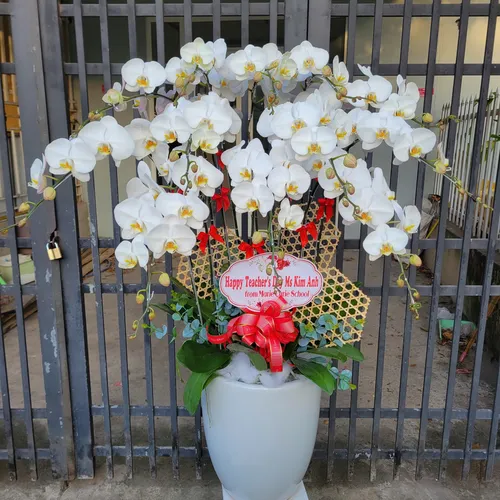 Chậu Lan trắng Hải Phòng 22