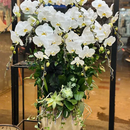 Chậu Lan trắng Hải Phòng 23