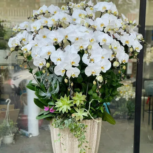 Chậu Lan trắng Hải Phòng 25