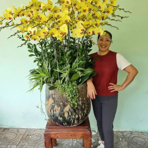 Chậu lan vàng Hải Phòng 01