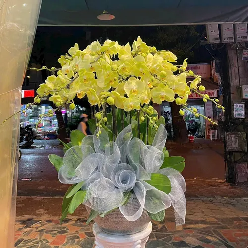Chậu Lan vàng Hải Phòng 02
