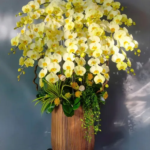 Chậu Lan vàng Hải Phòng 03