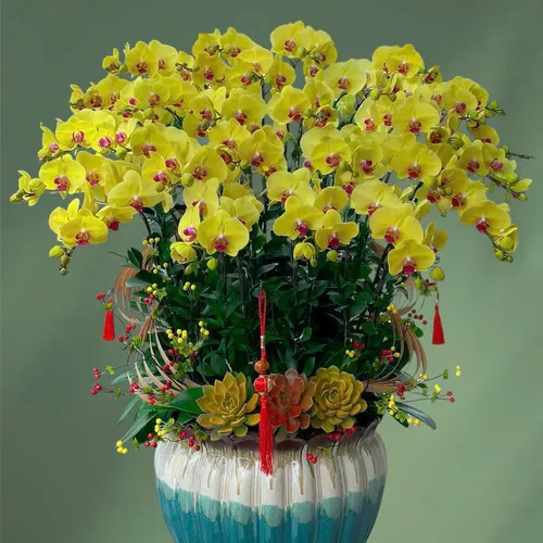 Chậu Lan vàng Hải Phòng 04