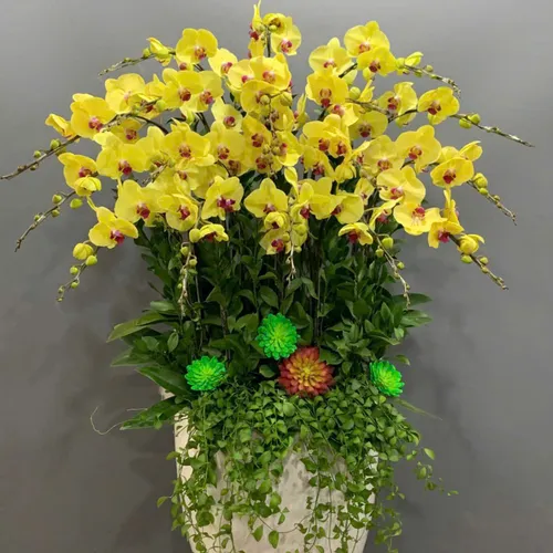 Chậu Lan vàng Hải Phòng 05