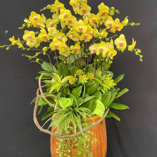 Chậu Lan vàng Hải Phòng 08