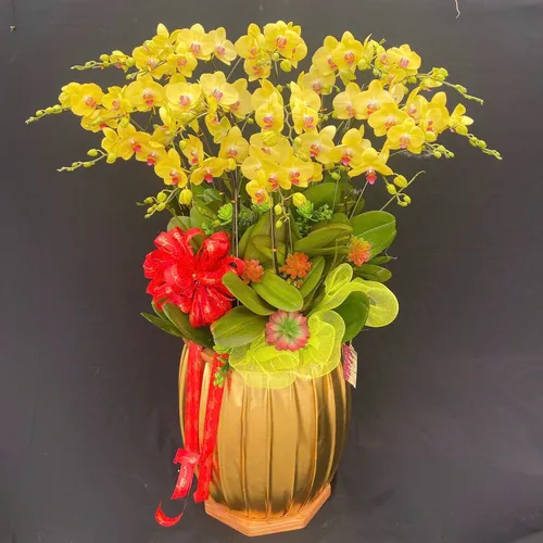 Chậu Lan vàng Hải Phòng 09