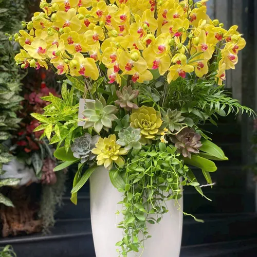 Chậu Lan vàng Hải Phòng 10