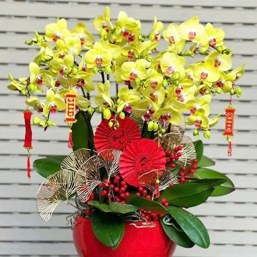 Chậu Lan vàng Hải Phòng 11