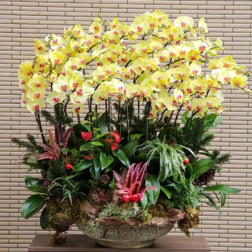 Chậu Lan vàng Hải Phòng 13