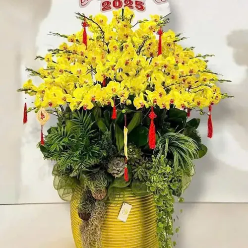 Chậu Lan vàng Hải Phòng 14