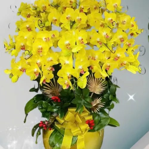 Chậu Lan vàng Hải Phòng 16