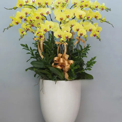 Chậu Lan vàng Hải Phòng 20