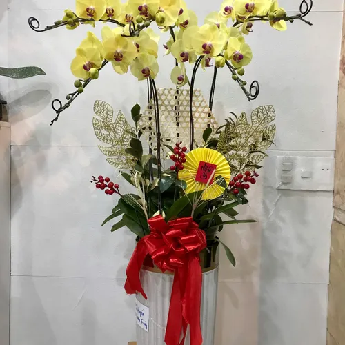 Chậu Lan vàng Hải Phòng 21