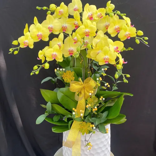 Chậu Lan vàng Hải Phòng 22