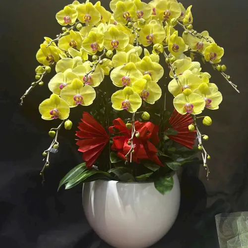 Chậu Lan vàng Hải Phòng 25