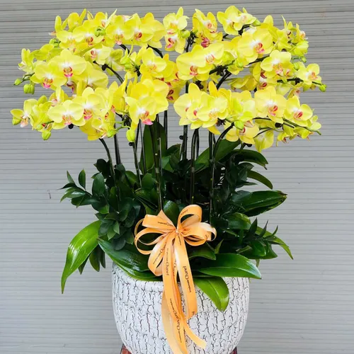 Chậu Lan vàng Hải Phòng 26