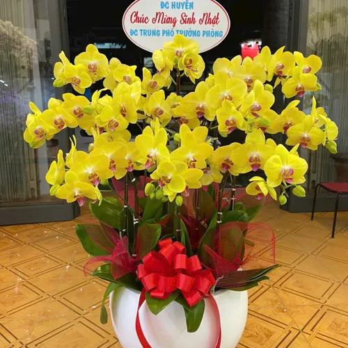 Chậu Lan vàng Hải Phòng 28