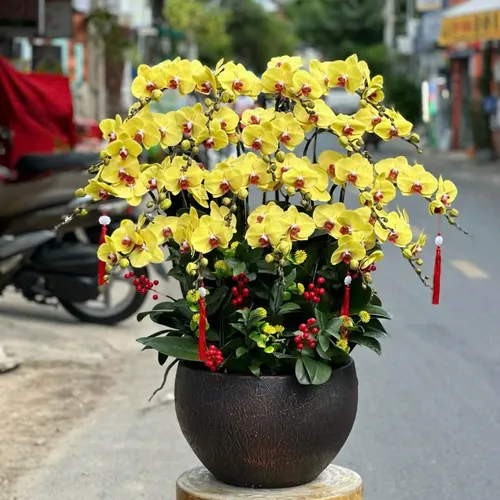 Chậu Lan vàng Hải Phòng 29