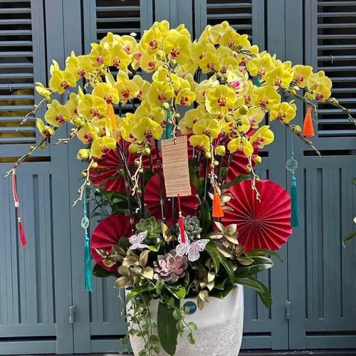 Chậu Lan vàng Hải Phòng 30