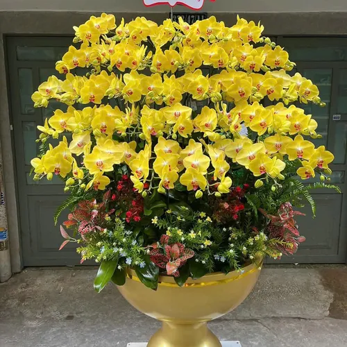 Chậu Lan vàng Hải Phòng 31