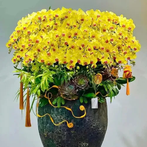 Chậu Lan vàng Hải Phòng 32