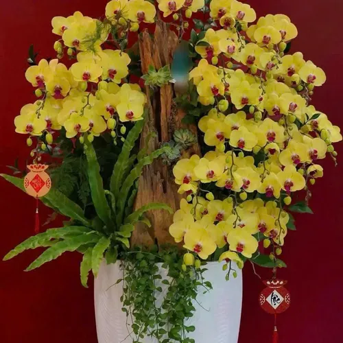 Chậu Lan vàng Hải Phòng 34